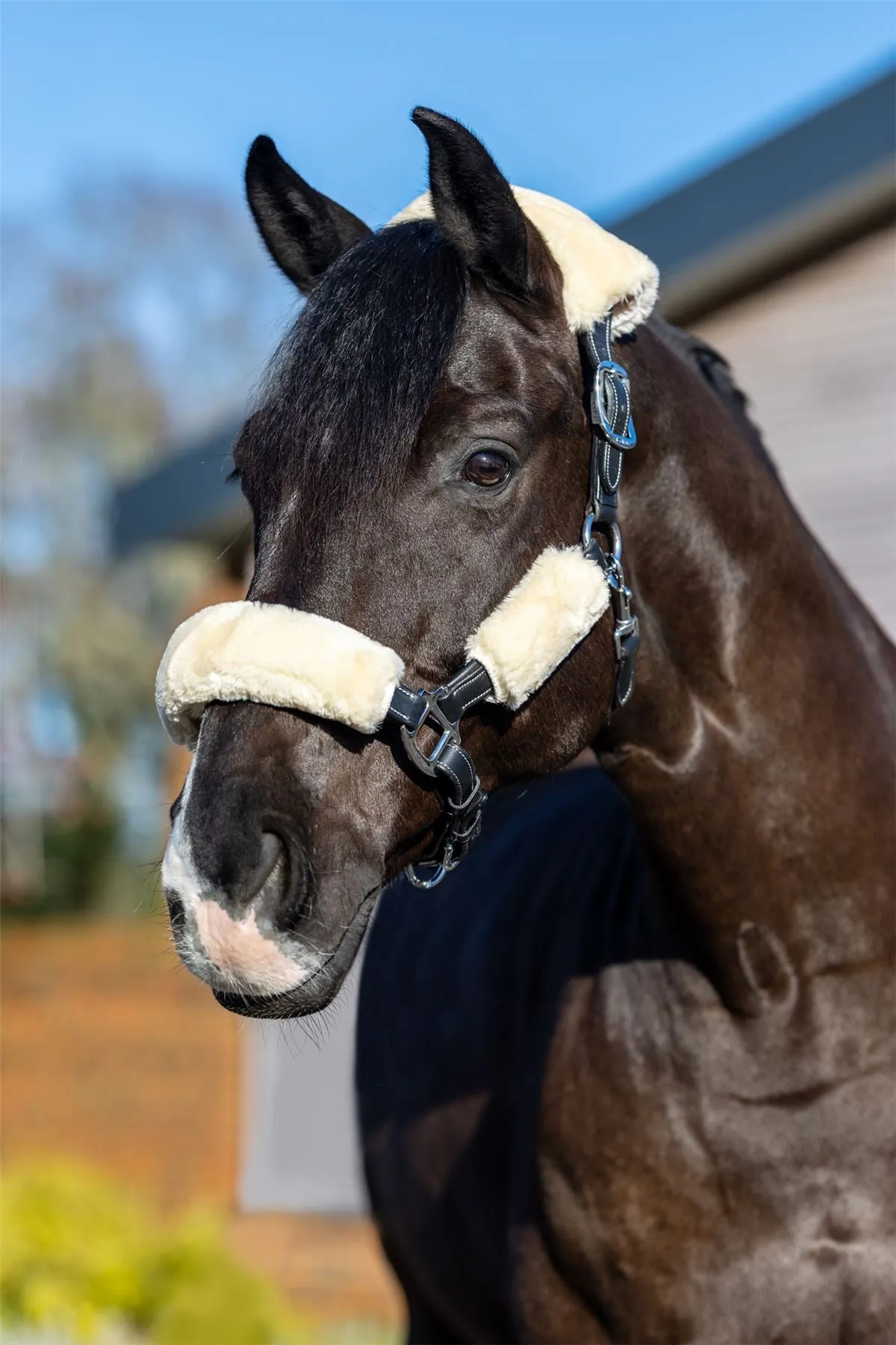 LeMieux Simuwool Headcollar Set