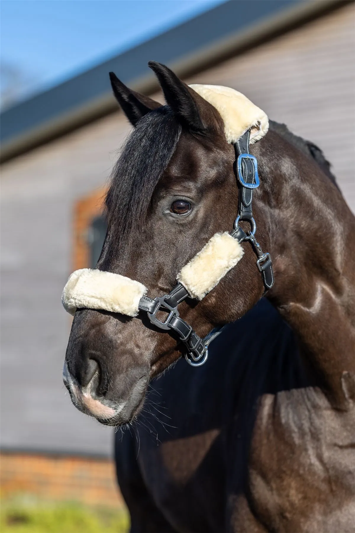 LeMieux Simuwool Headcollar Set
