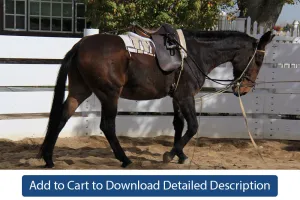 Training Tip - #050 Appropriate Tack & Equipment for Lunging